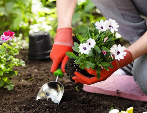 IL GIARDINAGGIO FA BENE ALLA SALUTE, ECCO PERCHÈ